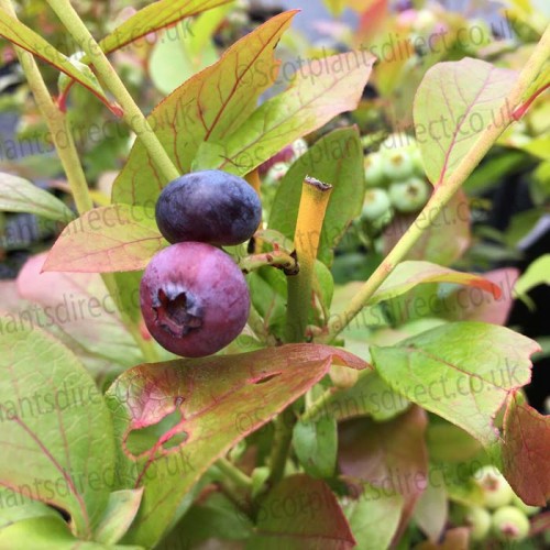 Pot Grown Self Fertile Late Season Blueberry Bush Elliott | ScotPlants Direct